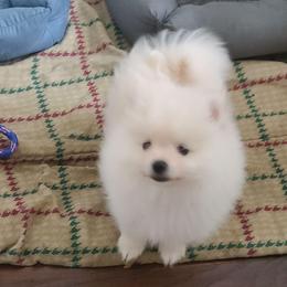 Boy 1 - Cream male Pomeranian puppy in Ontario, California from Cynthia's Pomeranians