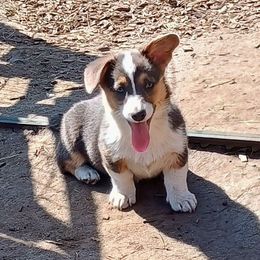 Azure - Gray and white American Corgi puppy in Ellensburg, Washington from Faery Mount Farm