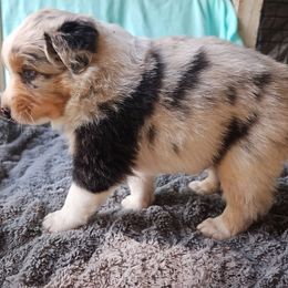 Boy 3 - Blue merle male Australian Shepherd puppy in Luther, Michigan from Pine River Australian Shepherds