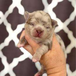 Mack - Merle male Chihuahua puppy in Newport Beach, California from Exotic City Pomeranians and chihuahuas