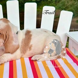 Trail - Red and white male Basset Hound puppy in Dingess, West Virginia from Tuckers' Howling Hounds