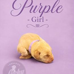Purple Collar Girl - Yellow female Labrador Retriever puppy in Las Vegas, Nevada from Lucky Labrador Retrievers