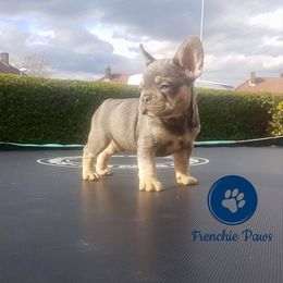 French Bulldog Puppies from Frenchie Paws