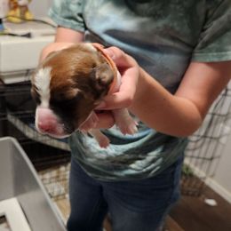 Orange - Mahogany and white male Basset Hound puppy in Lucerne Valley, California from Seussorie of Puddle Pups