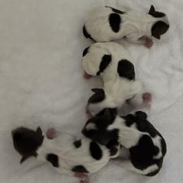 Yorkshire Terrier puppies from Chocolate and Parti Yorkies in Florida