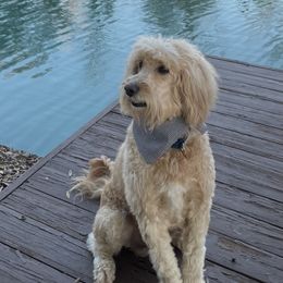 Cody - Goldendoodle