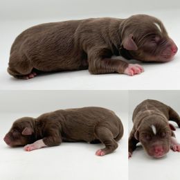 Red tri female 2 - Red tri female Miniature Australian Shepherd puppy in Brooker, Florida from Honey, I Shrunk the Aussies