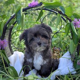 Korean Merle Heihei - male Companion Cross puppy in Barren Springs, Virginia from Seeking Shalom Acres Maltese, Maltipoos & Havamalts