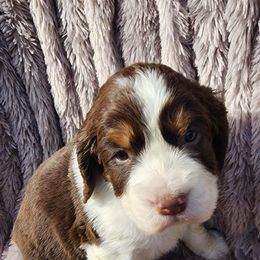 English Springer Spaniel Puppies from Klark English Springer Spaniels