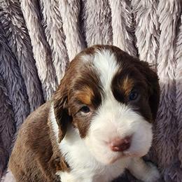 English Springer Spaniel Puppies from Klark English Springer Spaniels