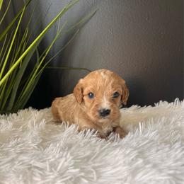 Romeo - Brown male Cavapoo puppy in Gap, Pennsylvania from Coles Cavapoo’s