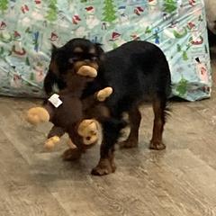 English Toy Spaniel puppies from Skyline