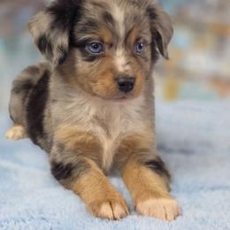 G3 - Blue merle female Miniature Australian Shepherd puppy in Citra, Florida from Southpaw Herders LLC