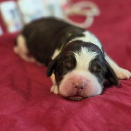 Truffle - Liver white and tan male English Springer Spaniel puppy in Cookeville, Tennessee from Krossroads Kennel