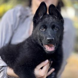 German Shepherd and Rottweiler Puppies from El Dorado