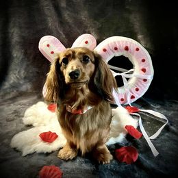 Fantasia - Dachshund