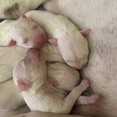 Dogo Argentino Puppies from De La Citra Dogo Argentino