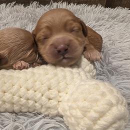 Clover - Red  female Goldendoodle puppy in Atco, New Jersey from Flannery’s lucky puppies 🍀