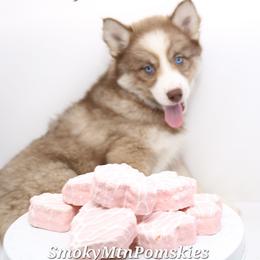 Zora SALE 2700 - Chocolate female Pomsky puppy in Christiana, Tennessee from Smoky Mountain Pomskies