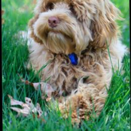 Dublin - Australian Labradoodle