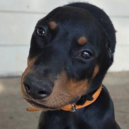 CJ Parker - Black and rust female Doberman Pinscher puppy in Houston, Texas from Tycho's Dobermans