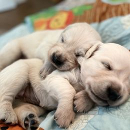 Golden Retriever Puppies from English Cream Goldens in Georgia