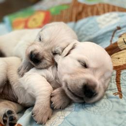 Golden Retriever Puppies from English Cream Goldens in Georgia