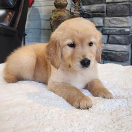 Boy 5 - Golden male Golden Retriever puppy in Howell, Michigan from Robbin's Treasures