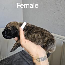 Perro de Presa Canario Puppies from PaPaws Gotta Love It Kennels