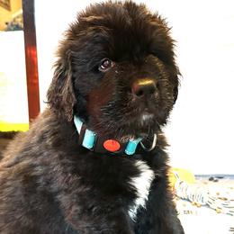 Boy 3 - AKC Registered Light Blue - Black male Newfoundland puppy in Marshall, Missouri from Majestic Gentle Giants