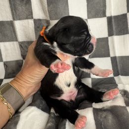 Orange Boy - Brindle male Boxer puppy in Perris, California from Ultra Paws Plus