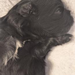 Jet - Black male Shih Tzu puppy in Claxton, Georgia from Small Pawz Shih tzu