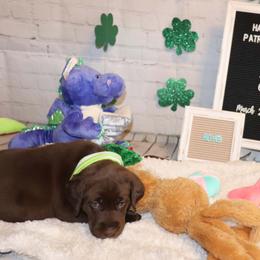 "Blue Collar 4 weeks and 6 days." Labrador Retriever Puppies from Coram Deo Retrievers