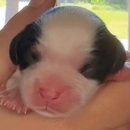 Girl 3 - Tri-color female Cavalier King Charles Spaniel puppy in Columbia, South Carolina from Columbia Cavaliers