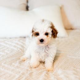 Champagne Toast - Parti male Goldendoodle puppy in Sallisaw, Oklahoma from Huddle Puppies