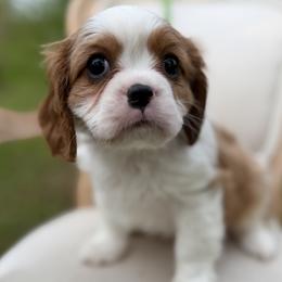 Boy 4 - male Cavalier King Charles Spaniel puppy in Piney Flats, Tennessee from Holston Mountain Cavaliers