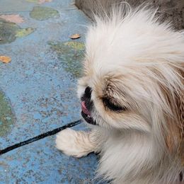 Pekingese All Grown Up from Debbie Jansen's Pekingese