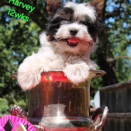 Harvey - Black tan and white male Biewer Terrier puppy in Hillsboro, Oregon from Biewer Terriers by Rimba