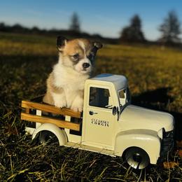 Marv - Red male Pembroke Welsh Corgi puppy in Sheldon, Missouri from Clearsky Corgis