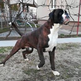 Boxer puppies from Moonlitboxers