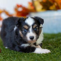 Winnie - Black tri female Toy Australian Shepherd puppy in Granbury, Texas from Best Little Aussies