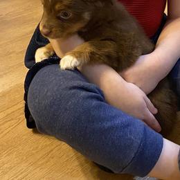 Miniature Australian Shepherd and Toy Australian Shepherd Puppies from Cherry Grove Kennel