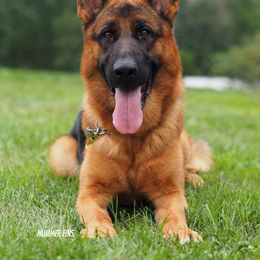 Ares - German Shepherd