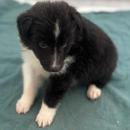 Girl 3 - Black and white female Shetland Sheepdog puppy in Pensacola, Florida from Nancy Barger's Siberian Huskies