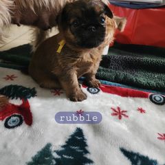 Brussels Griffon Puppies from Karen Marquez