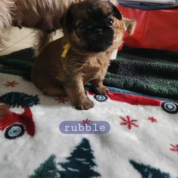 Brussels Griffon Puppies from Karen Marquez