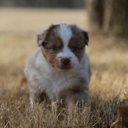 Roma - Red merle female Australian Shepherd puppy in Weatherford, Texas from Ridgestar Aussies