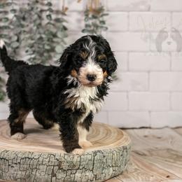 Axel - Standard Bernedoodle - Tri-color male Bernedoodle puppy in Eureka, Illinois from Joley Aire Family Dogs