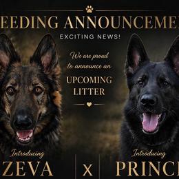 German Shepherd puppies from Black Rose Shepherds