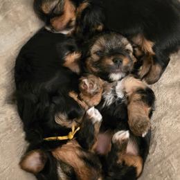 Yorkshire Terrier Puppies from YORKIE BY THE LAKE